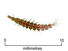 Water beetle larva